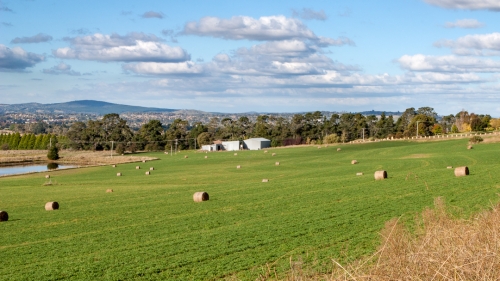 Hay Field - Orange